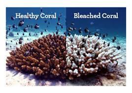 Coral bleaching = occurs when zooxanthellae leave the coral Coral lose their color and die, leaving white patches From