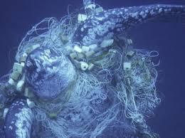 By-catch = the accidental capture of animals Driftnetting drowns
