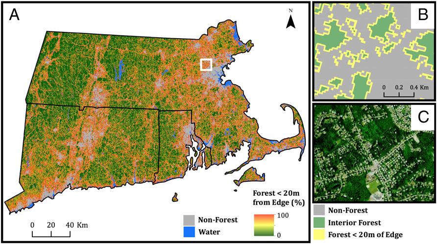 (A) Spatial patterns in the proportion of forest within 20 m of an edge across southern New England (states outlined in black) at 100- m resolution.