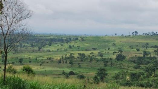 Non-carbon Benefits in REDD+ Implementation: Insights from Africa ROBERT BAMFO REDD+ Consultant,