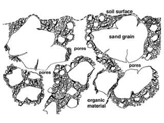 Soil Structure Arrangement of soil solids and voids Soil structure influences water infiltration and retention,