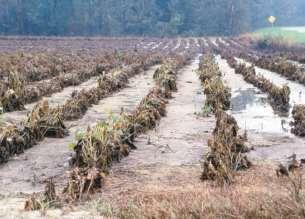 Increased vulnerability of agriculture to BC Agricultural production will be