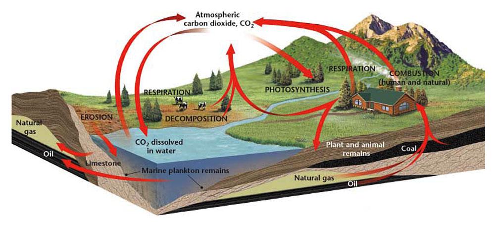 Carbon exists in air, water, and living organisms.