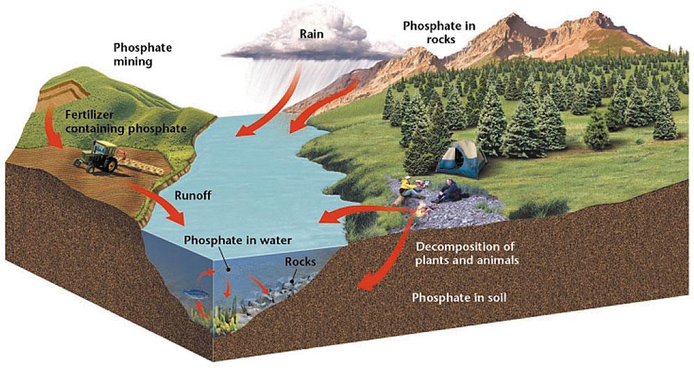 The Phosphorus Cycle The Phosphorus Cycle Phosphorus may enter soil and water when rocks erode. Small amounts of phosphorus dissolve as phosphate, which moves into the soil.