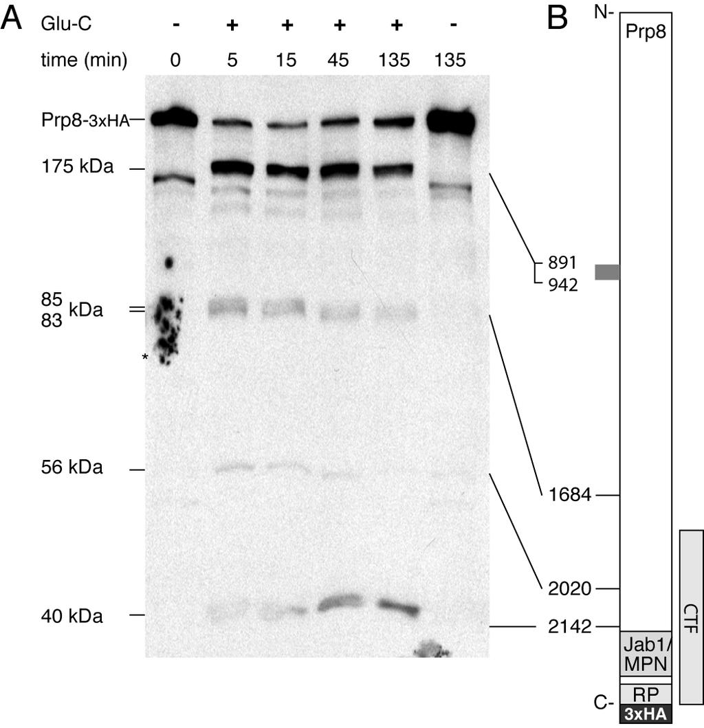 Supplemental Figure 1. Prp8 protease sensitivity mapping. A. C-terminally tagged Prp8 protease resistant fragments of Prp8.