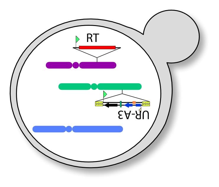 . Ty elements are yeast transposons that move via an RNA intermediate.