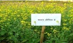 Recommended for rainfed double cropping system in upland after harvesting of little millets. It has 27.28% protein, 47.75% carbohydrate and 3.2 g 100 seed weight.