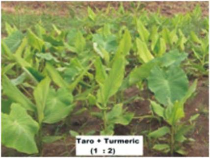84 t/ha and turmeric rhizome yield of 19.09 t/ha. However, sole crop taro produced tuber yield of 20.60 t/ha.