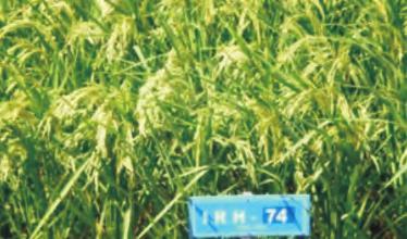 128 gm, suitable for early sowing condition and water stress condition, Grain Yield 27-30 q /ha. BR-7 has consistently out yielded (28.41 %) over the National Check (PR-202).