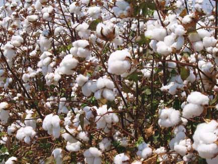 By: Dr P. CHENNAKRISHNAN COTTON unfazed by synthetics Cotton exports from India are on a steady rise year after year.