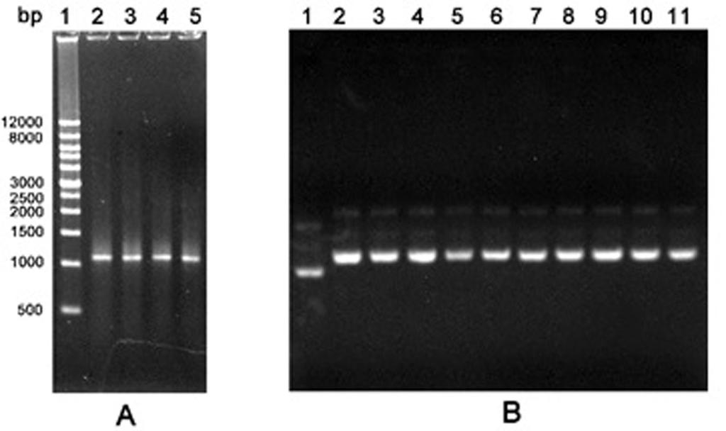 Figure 1. Agarose gel electrophoresis of PCR products by the first round error-prone PCR and recombinant plasmids. A. PCR products. Lane 1: Wide Range DNA Marker (500~12,000 bp); Lane 2-5: Error-prone PCR products; B.