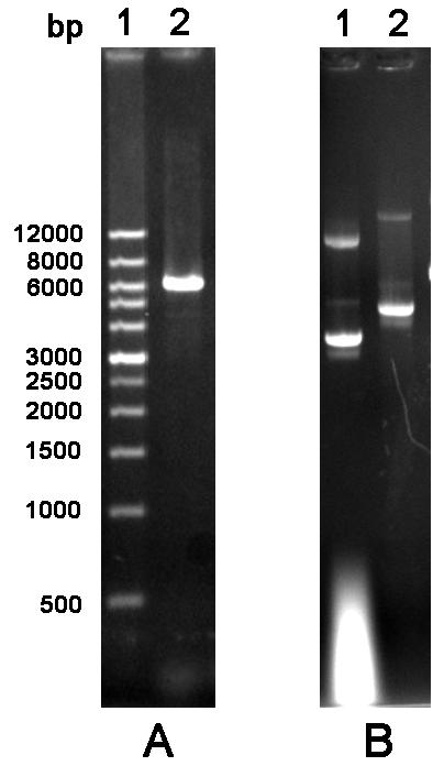 transformed into E.coli DH5α. http://www.bio-protocol.org/e1252 Vol 4, Iss 19, Oct 05, 2014 Figure 2 Agarose gel electrophoresis analysis of cylcled PCR product 