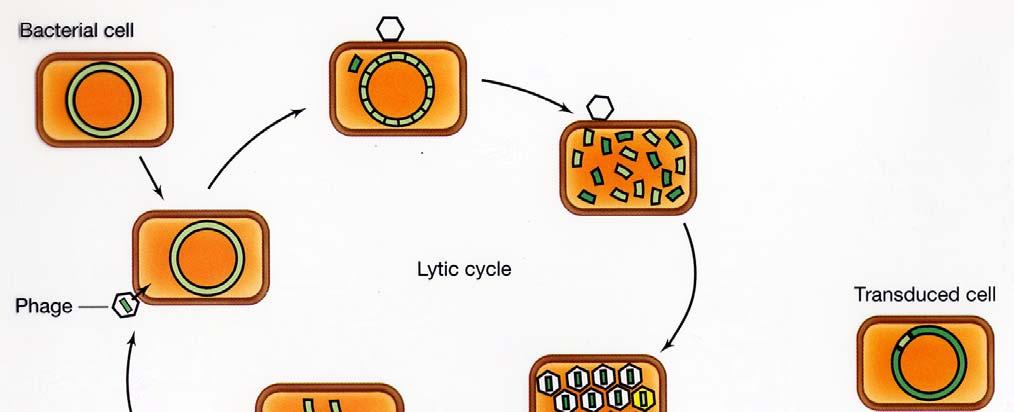 Transduction o DNA is transferred from cell to cell by viruses o During