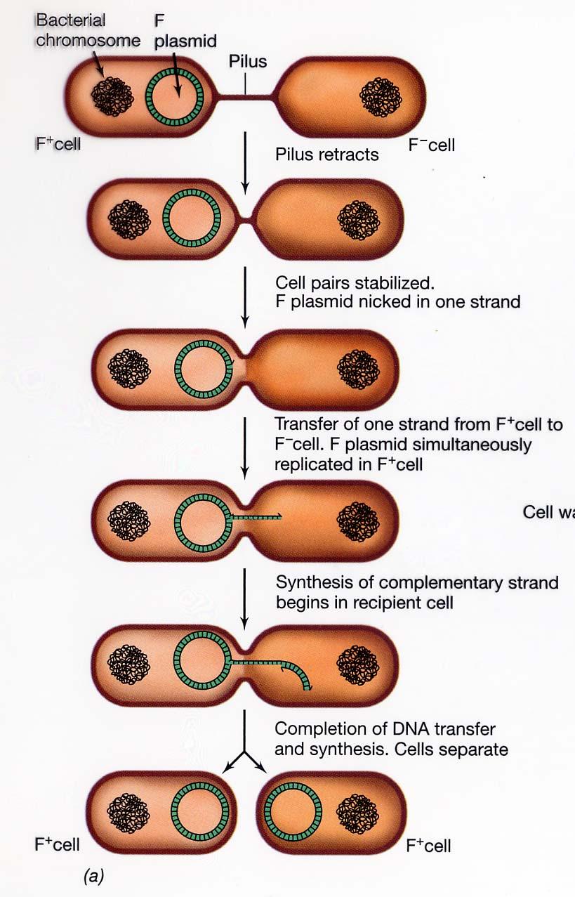 be transferred to the recipient cell.