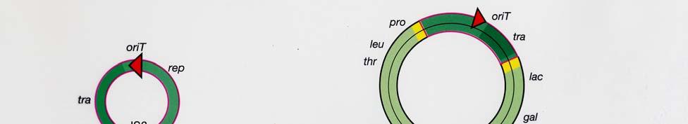 Due to manner in which insertion occurs, the origin of replication (ori) for the plasmid ends up in the middle of the inserted plasmid When replication (by rolling