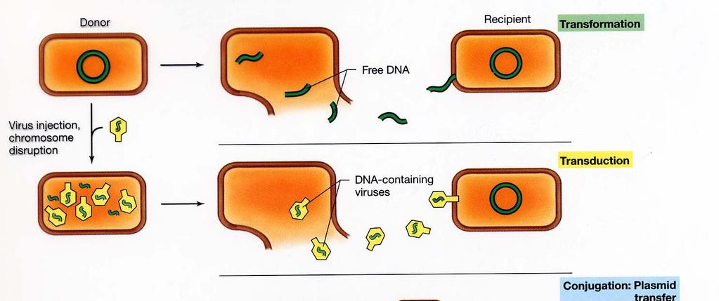 A quick summary of genetic recombination: