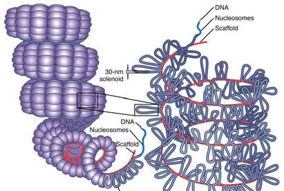Genes are a chapter of text in the volume The text is written in a chemical
