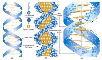 DNA has a double helix structure Nitrogenous