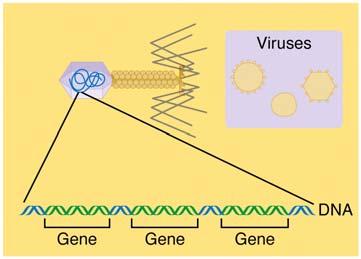 Viruses are nonliving and have the greatest diversity in genome types ssdna dsdna ssrna dsrna single molecules multiple