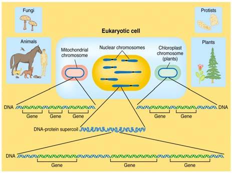 Eukaryotic Genomes Animal