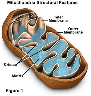 packaged Mitochondrial