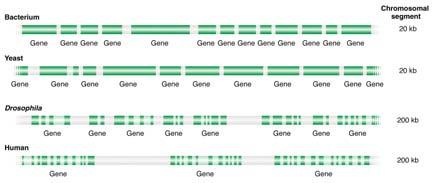Differences in Gene structure Exons produce message; introns do not Continuous Continuous Discontinuous Discontinuous Eukaryotic Genes are interrupted by noncoding intronic sequence GENES Genes of
