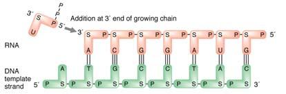 One strand of the DNA sequence (the template) is written