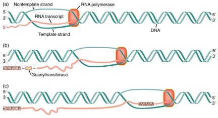 mrna is the polya tail The message is then translated into