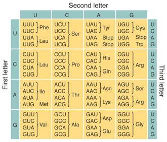 to protein sequence Amino acids are a 20 letter alphabet of