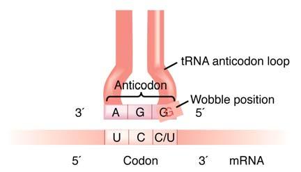 the anticodon The anticodon is