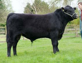 Which Bull is the best option? ANGUS ARE ALL EASY CALVING? (Generic) (Proven) Option 2 Calving Ease: 11.