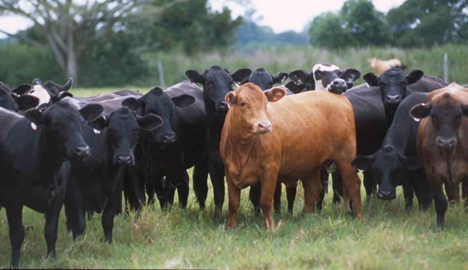 Today there are almost 100 million beef animals and 800,000 beef