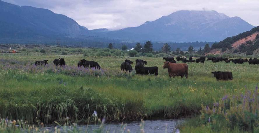 The Ranch Home of beef cattle Provides food,