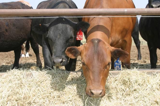 Cattle Care Ranchers are in the business of caring for cattle.