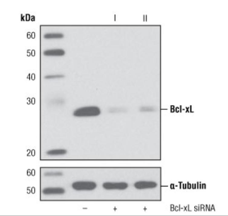 Ensure equal loading of a gel Proteins that express well across many cell lines and tissues, such as β-actin, α-tubulin, and GAPDH * are often used