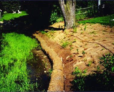 Biological Erosion Control (Biostabilization) A structure that relies solely on biological materials Constructed of living or