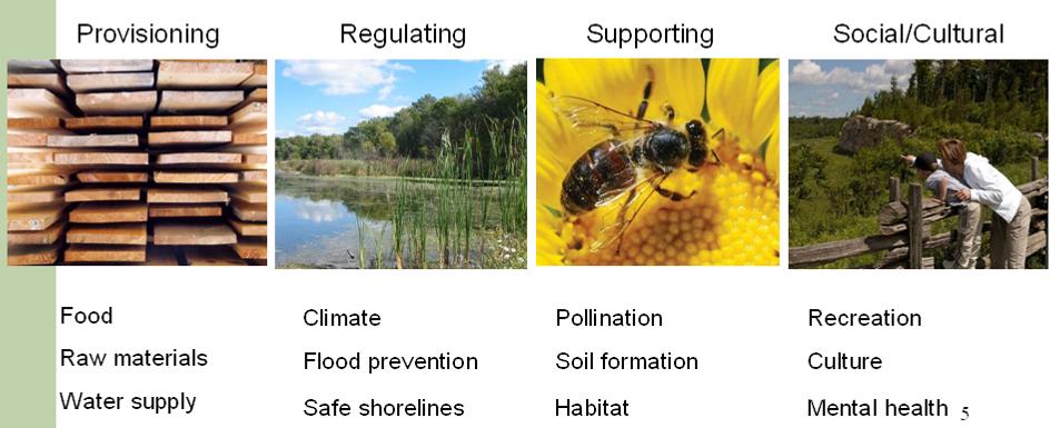Why is Biodiversity Important to Ontario?