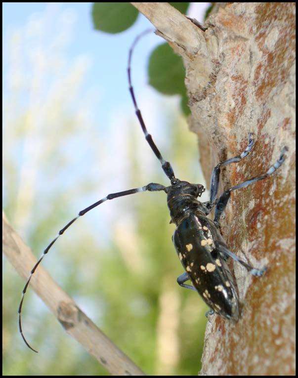 What is the Asian Longhorned Beetle (ALB)?