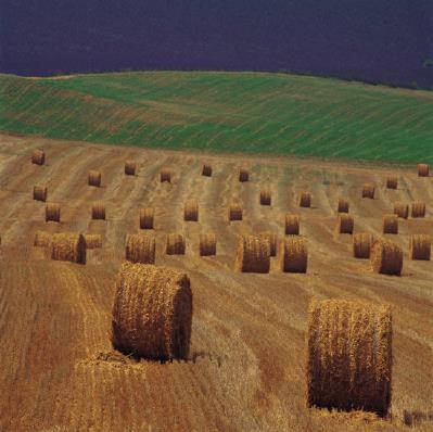 Feedstocks for Biomass-based Hydrogen