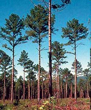 feedstocks: Whole forest whole-tree biomass.