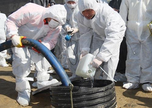 South Korea Experience Massive Environmental Impacts Quarantine workers yesterday pour disinfectant into waste pumped up from a culled animal burial site in Namyangju, Gyeonggi.