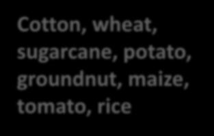 potato, groundnut,mustar maize, tomato, d,