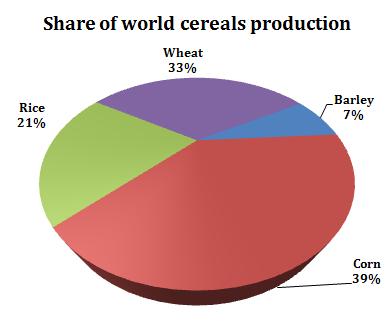 Barley is an annual cereal crop consumed as a major food and feed.