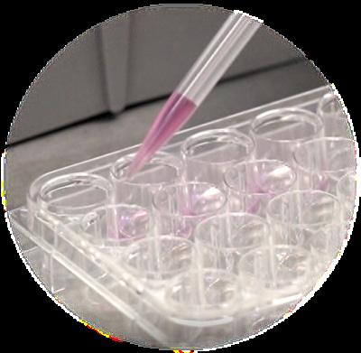 2 STAGE TWO (forming a solid hydrogel) After transferring the soft hydrogel formation to a cell culture plate, adding additional cell culture medium on top of the hydrogel would allow more ionic