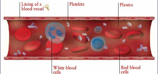 (~150,000,000 350,000,000 per cc of blood) Red