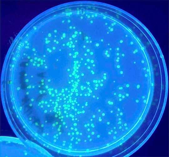 Introduction to Genetic Engineering Bacterial Transformation with Green Fluorescent Protein (pglo) Table of Contents Bacterial Transformation Lab Activity Introduction.