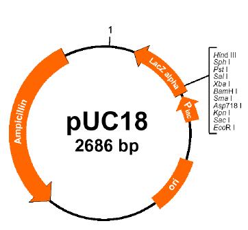 Biotechnology Used to insert new genes into bacteria example: puc18 engineered