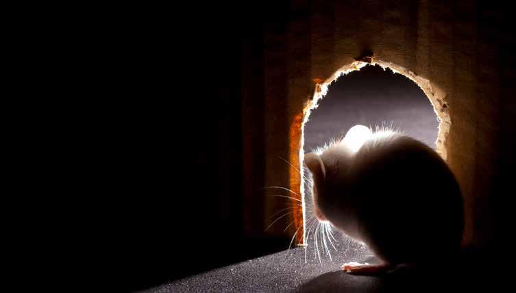RODENT SURGE SHINES A NEW LIGHT ON CUSTOMER CARE YOU VE PROBABLY RETHOUGHT YOUR RODENT TREATMENT PROGRAM IN RESPONSE TO GROWING POPULATIONS, BUT ARE YOU GIVING YOUR CUSTOMERS ENOUGH TLC?