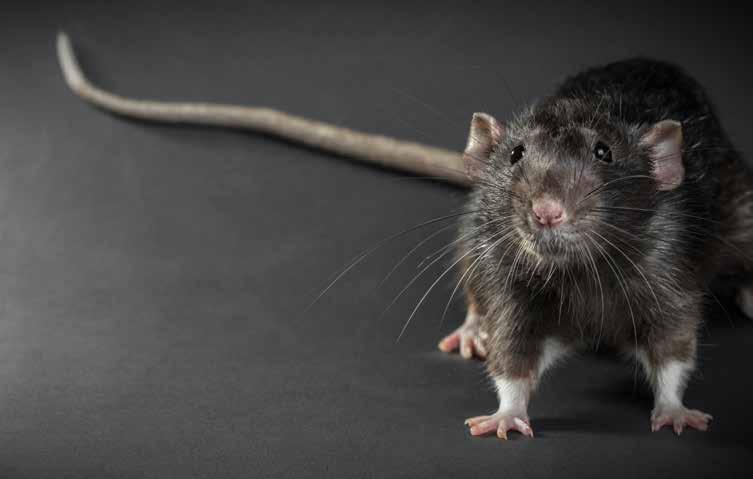 WHERE AND WHEN YOU RE TREATING Nearly all PMPs who provide rodent services 95 percent treat residential properties, while 80 percent* service commercial accounts.