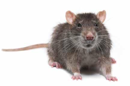 RATS MAKE HEADWAY ON AMERICA S MOST WANTED LIST When it comes to being problematic and eliciting calls, the house mouse continues to hold the top spot among rodent species.